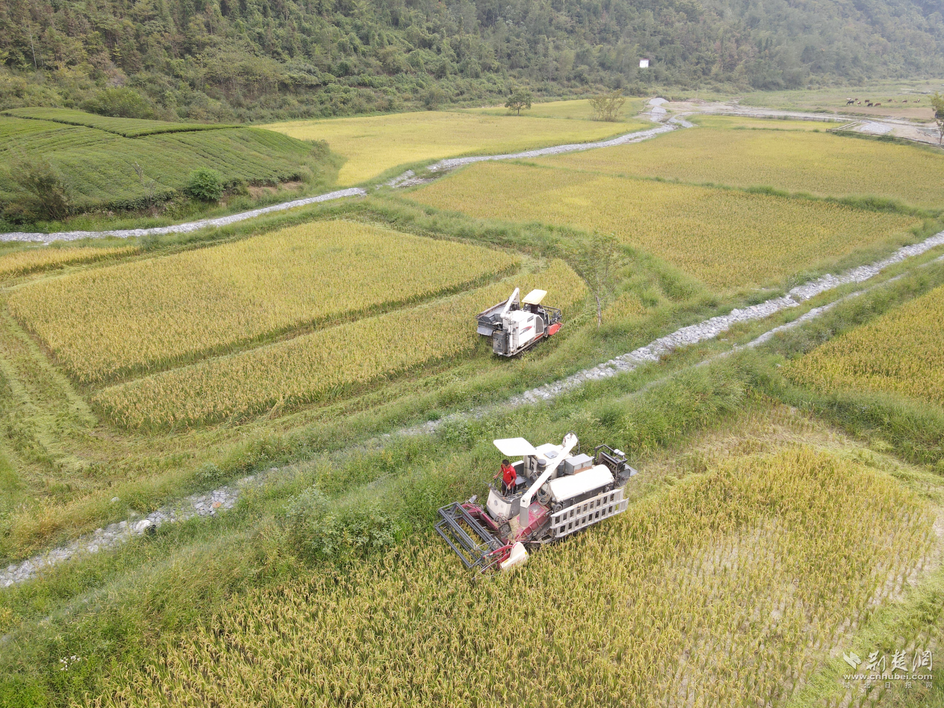 2022年洗草坝村新增水田种植水稻喜获丰收.png.png