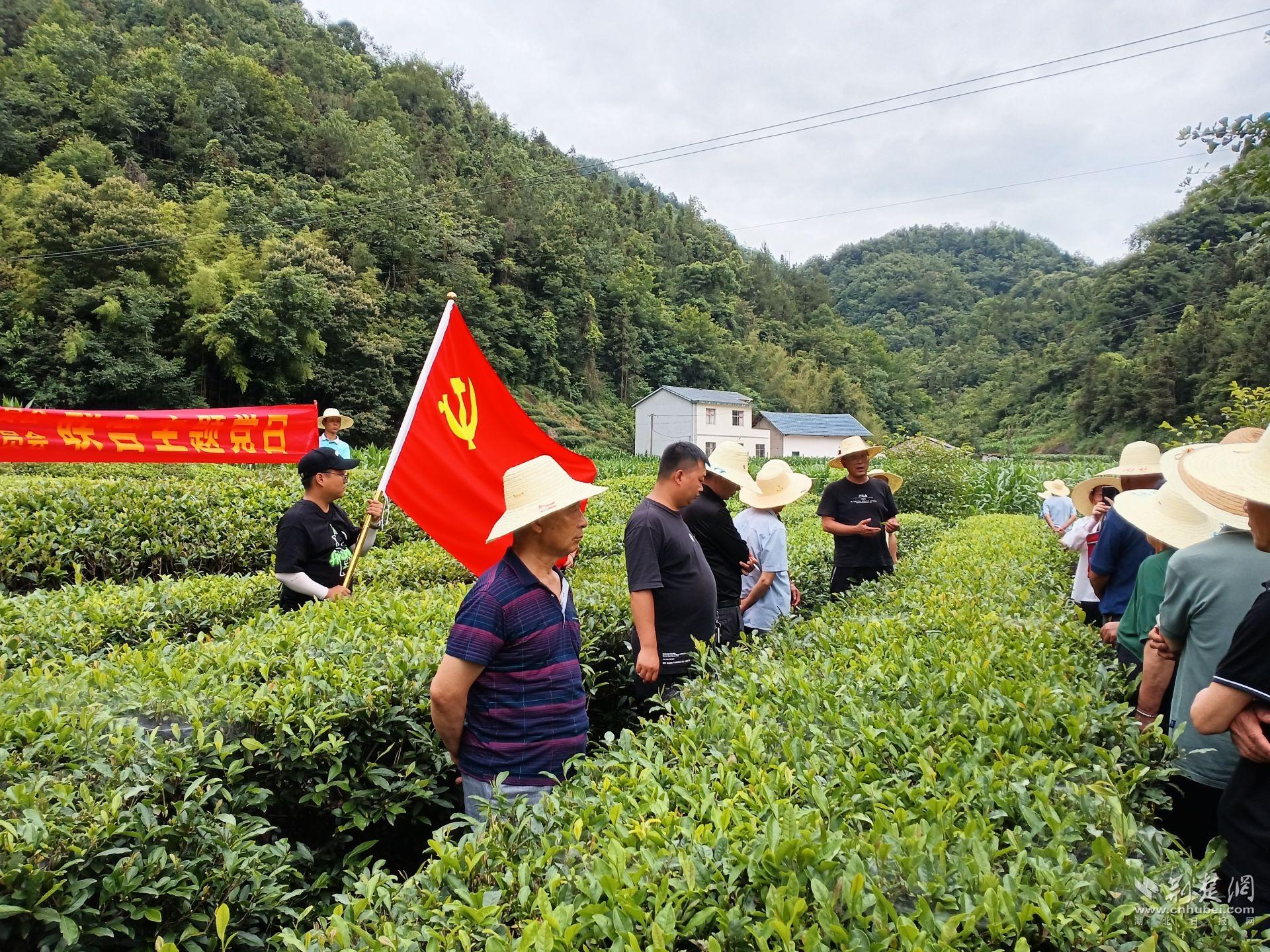 丝绵茶产业联盟开展茶叶种植技术培训.jpg.jpg