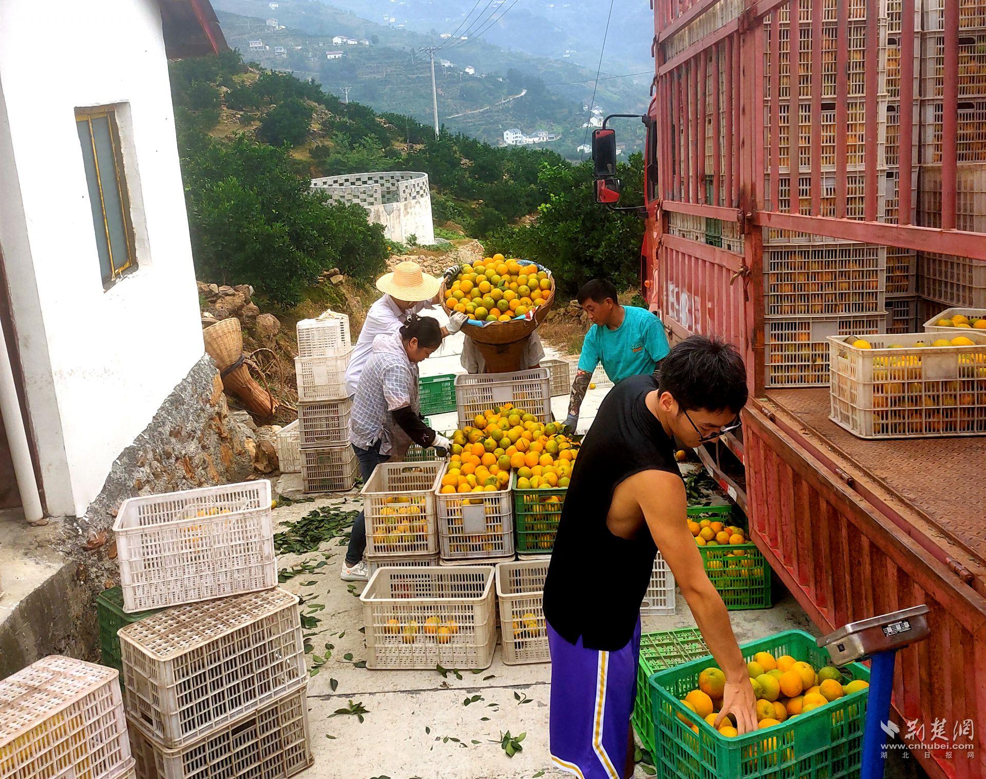 组织橘农销售.jpg.jpg