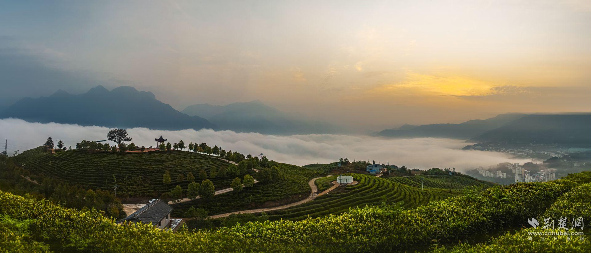 美丽茶园--危劲松.jpg.jpg