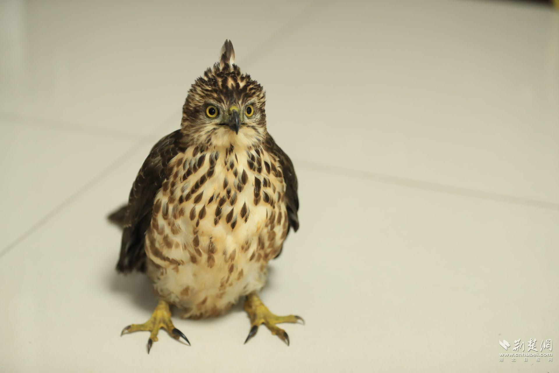 02 受伤后的凤头鹰 吴以红 摄.jpg.jpg