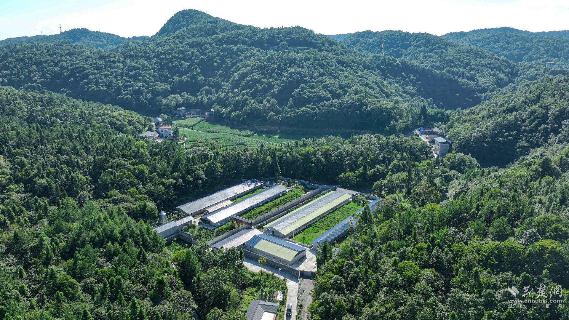 规范化的黑猪繁育基地 (3).jpg.jpg