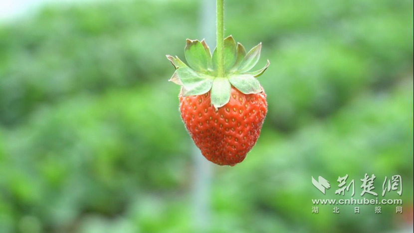 荆州·荆彩这三年｜红色首府 周老嘴镇(2)1625.png.png