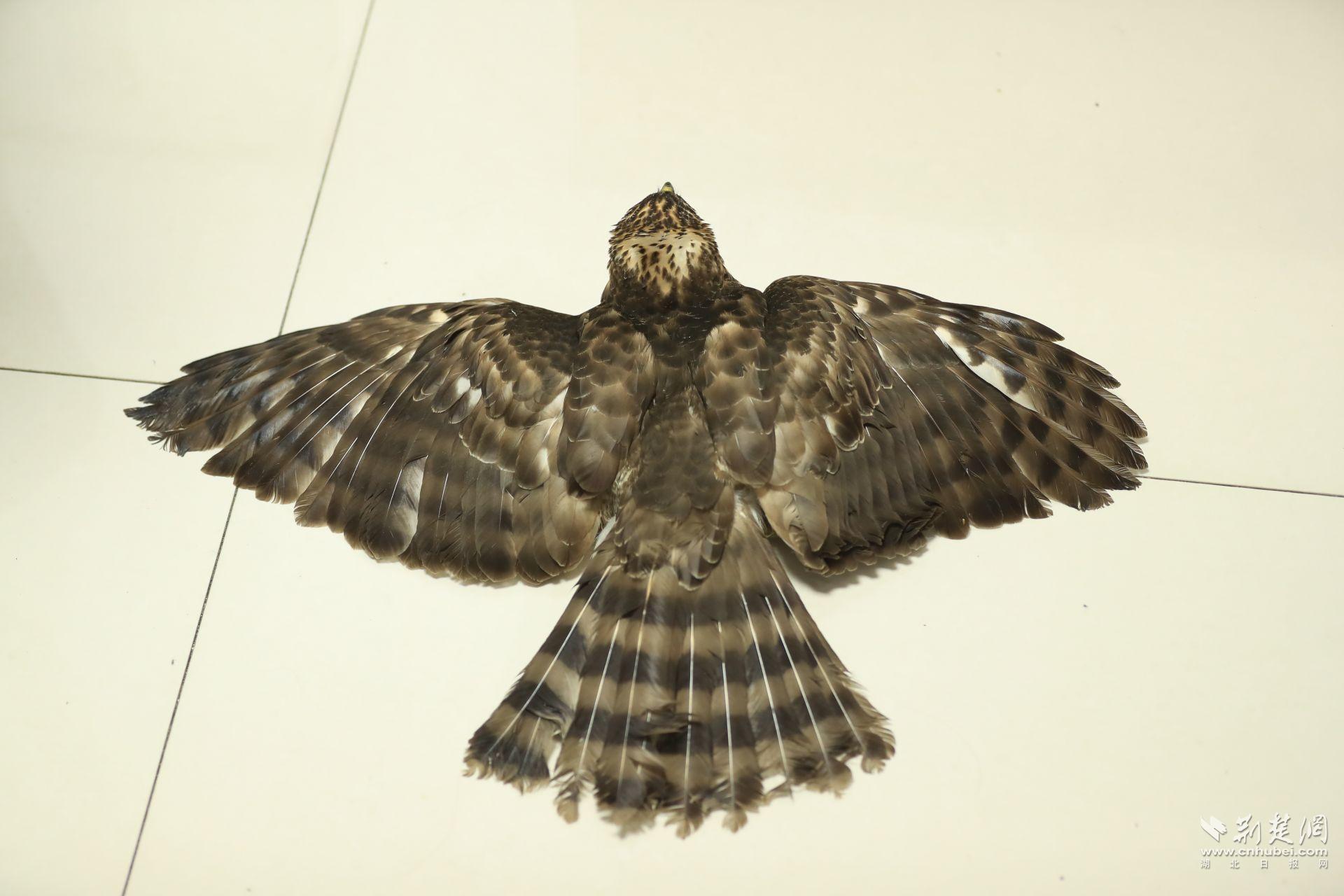 01 受伤了的凤头鹰 吴以红 摄.jpg.jpg