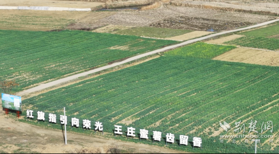 红色宣化 鄂北风情③丨板栗蜜薯 致富金果