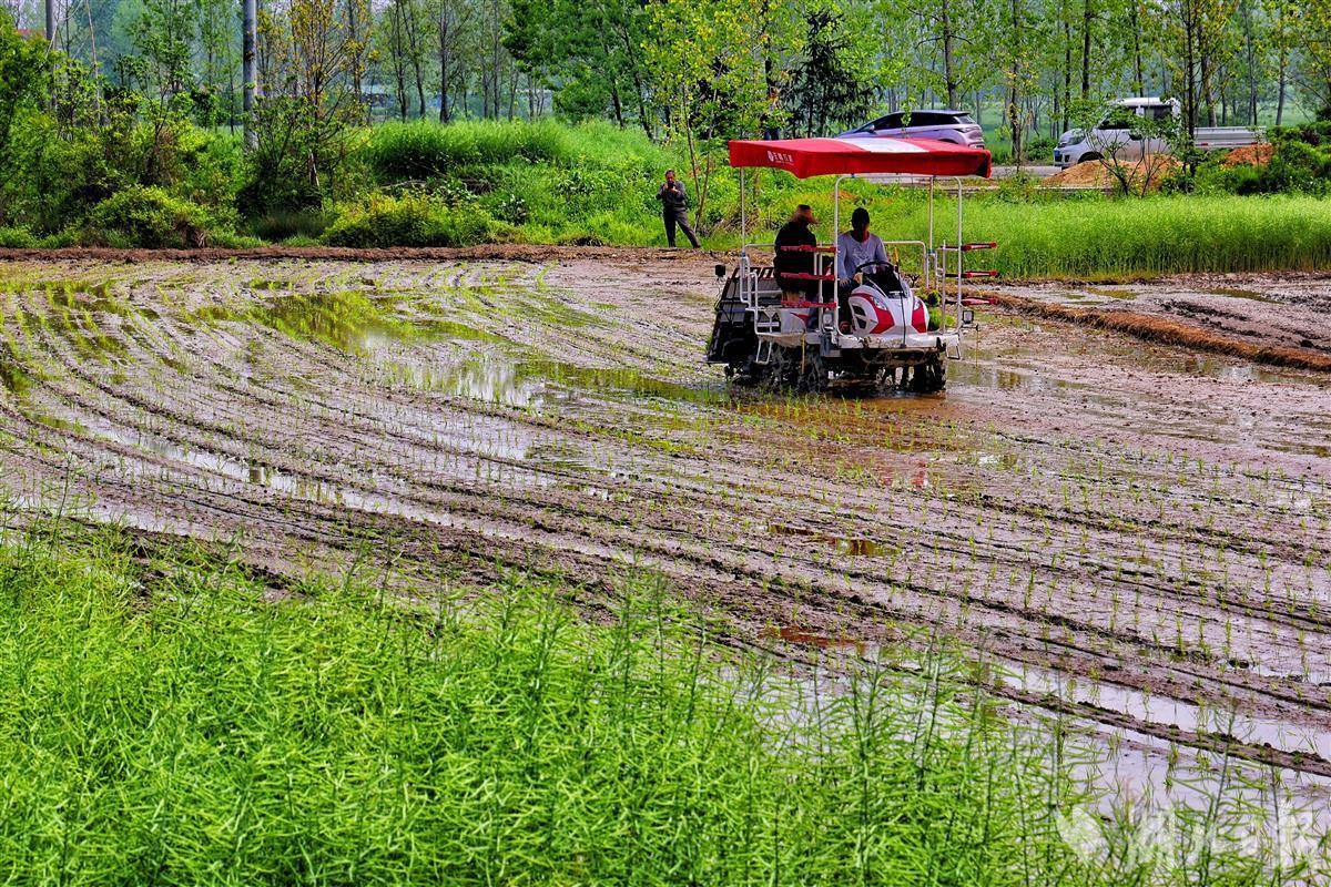 万象“耕”新 机械抢插打响粮食生产“第一仗”