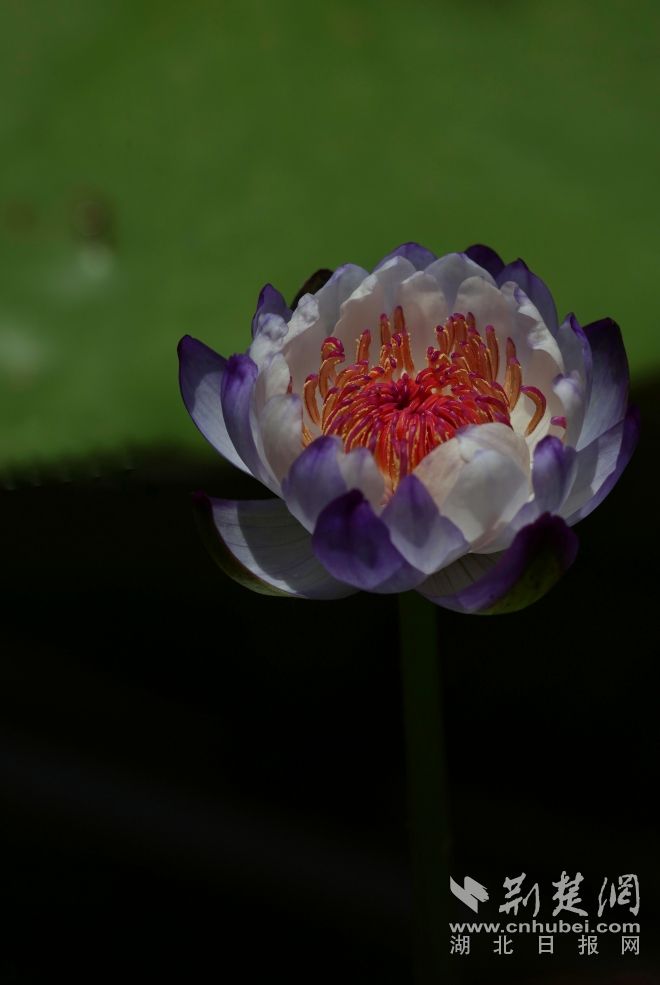 澳洲巨花睡莲 姜文.jpg.jpg