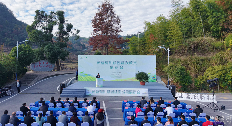 蕲春改良万亩有机茶园，推动小茶叶成为大产业