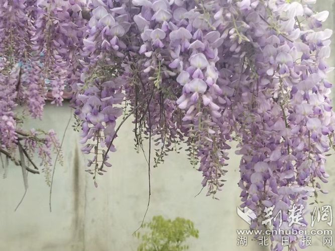 3三华生态园紫藤花.jpg.jpg