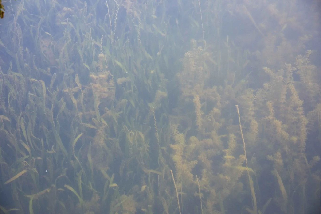 “一切天成”绘就梁子湖湿地新画卷——解码湖北蓄水量最大湖泊的绿色财富密码美嘉体育(图6)