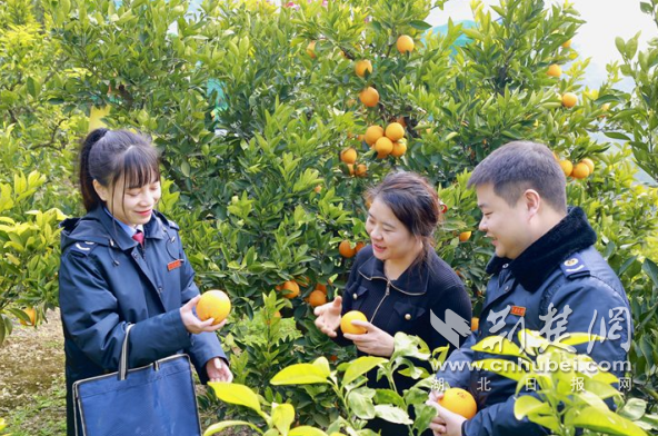 巴东峡江东风拂橘林，税惠“小微”焕活力