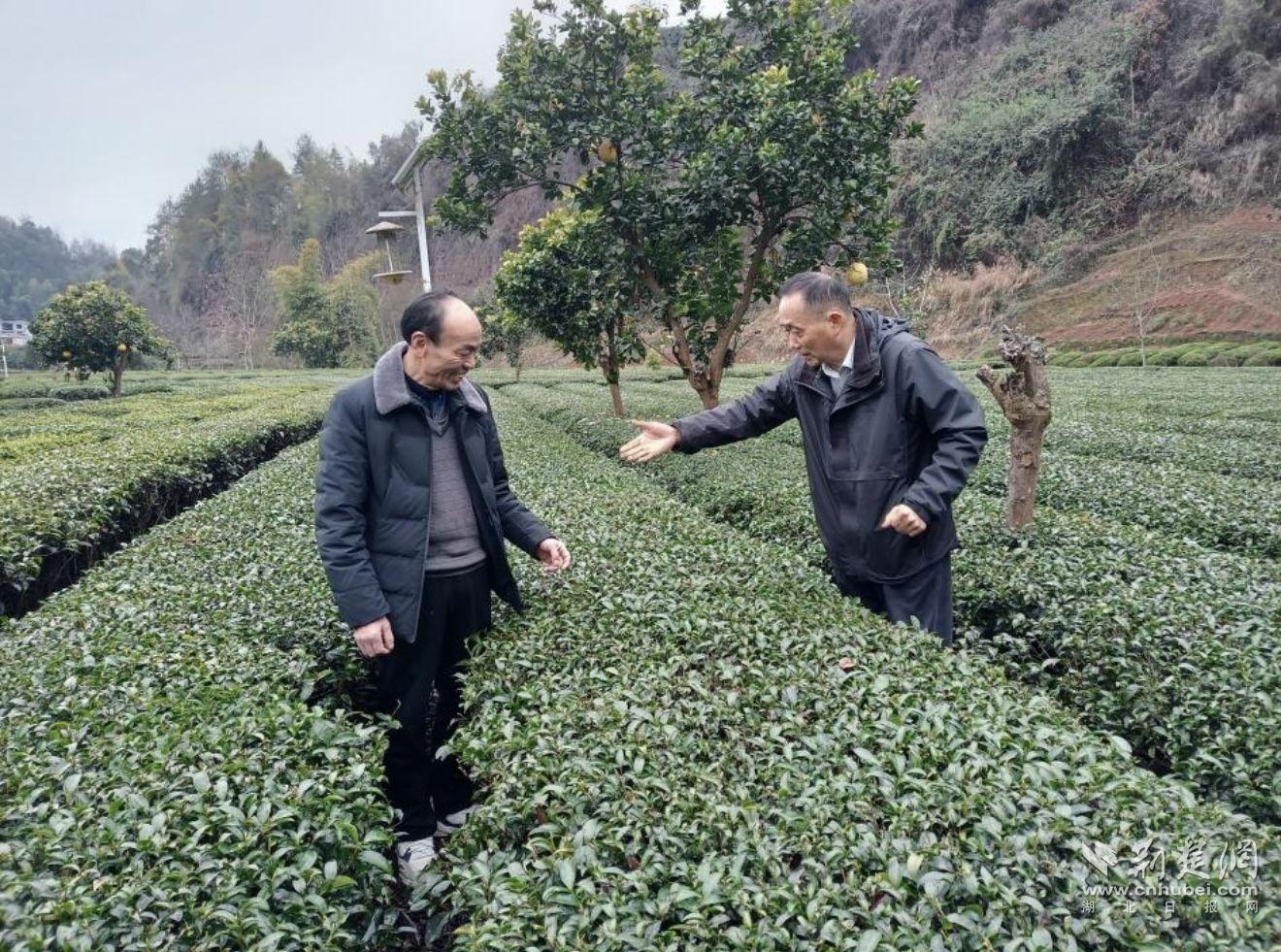 农技专家在恩施市芭蕉侗族乡茶园里查看茶叶长势。（通讯员 杨子漩 供图）.jpg.jpg