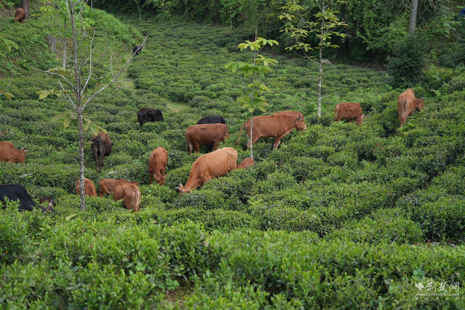 茶园里的黄牛.JPG.JPG