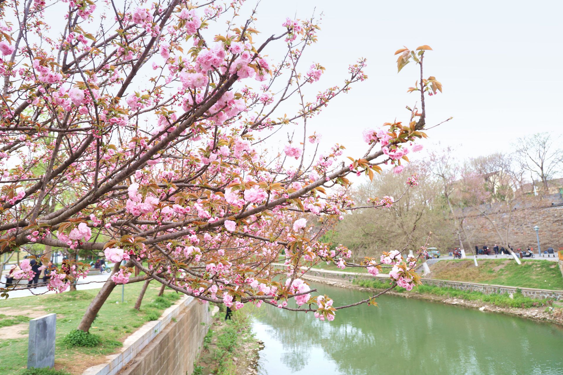 Jingzhou，Hubei：使用“花”作为一种媒介来刺激文
