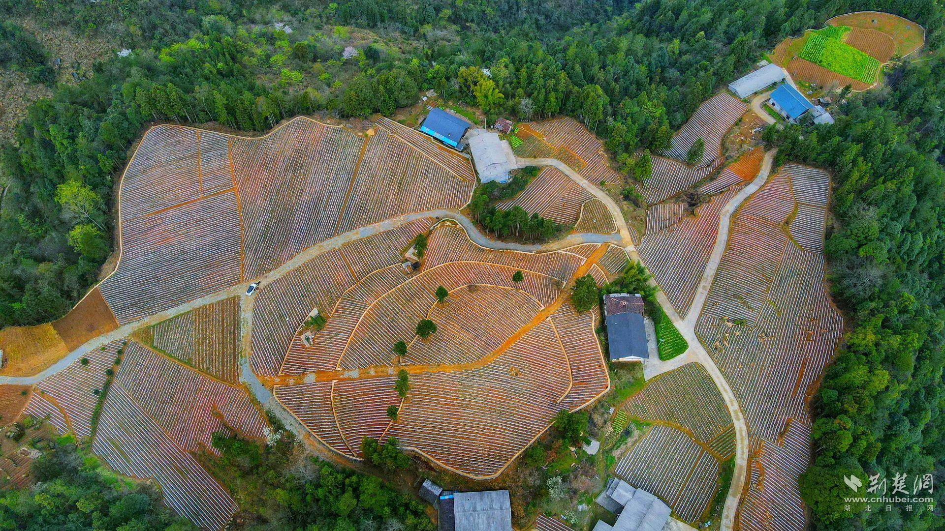 石林村锦绣谷组的60亩连片土豆基地。.jpg.jpg