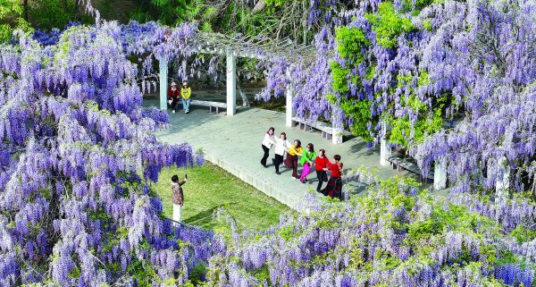 紫藤花朵盛开和香水充满了花园