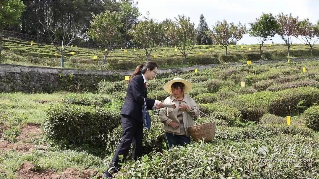 茶田普法.jpg.jpg