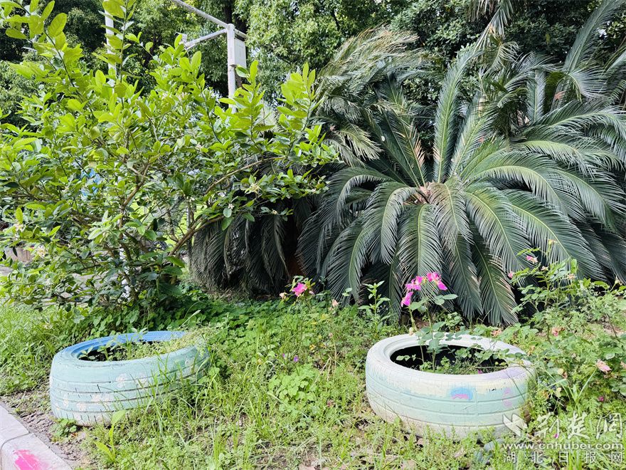 4.引入信托制物业后小区建起了生态小花园.jpg.jpg