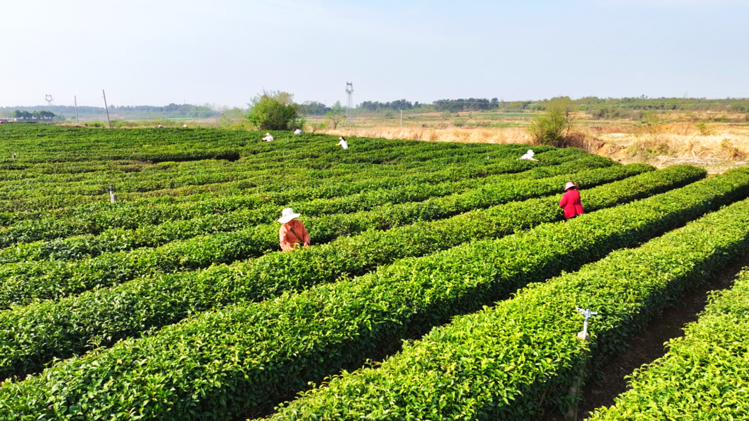 小杨阳：选择茶很忙，茶很丰富