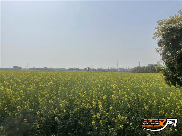 一朵花，一锅油，一条龙，强奸花在江林，jing