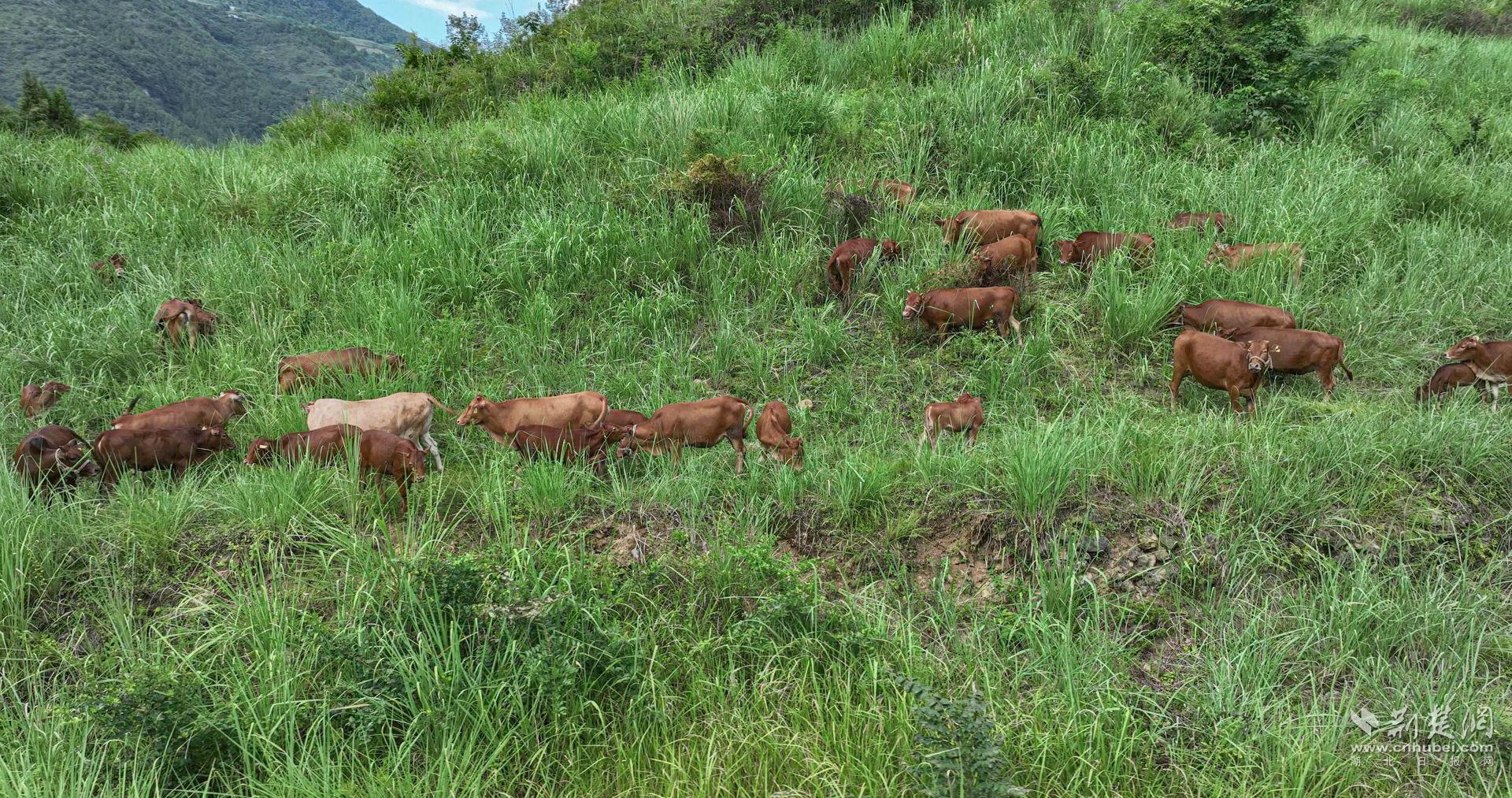 蓬勃发展的牛羊产业 (2).jpg.jpg