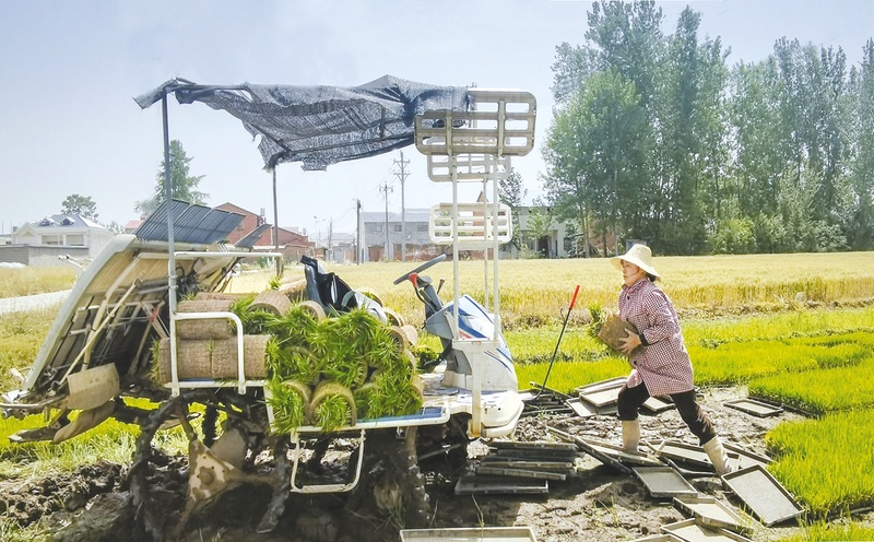 Xihe镇Yangguang村的农民正在适当地进行农业