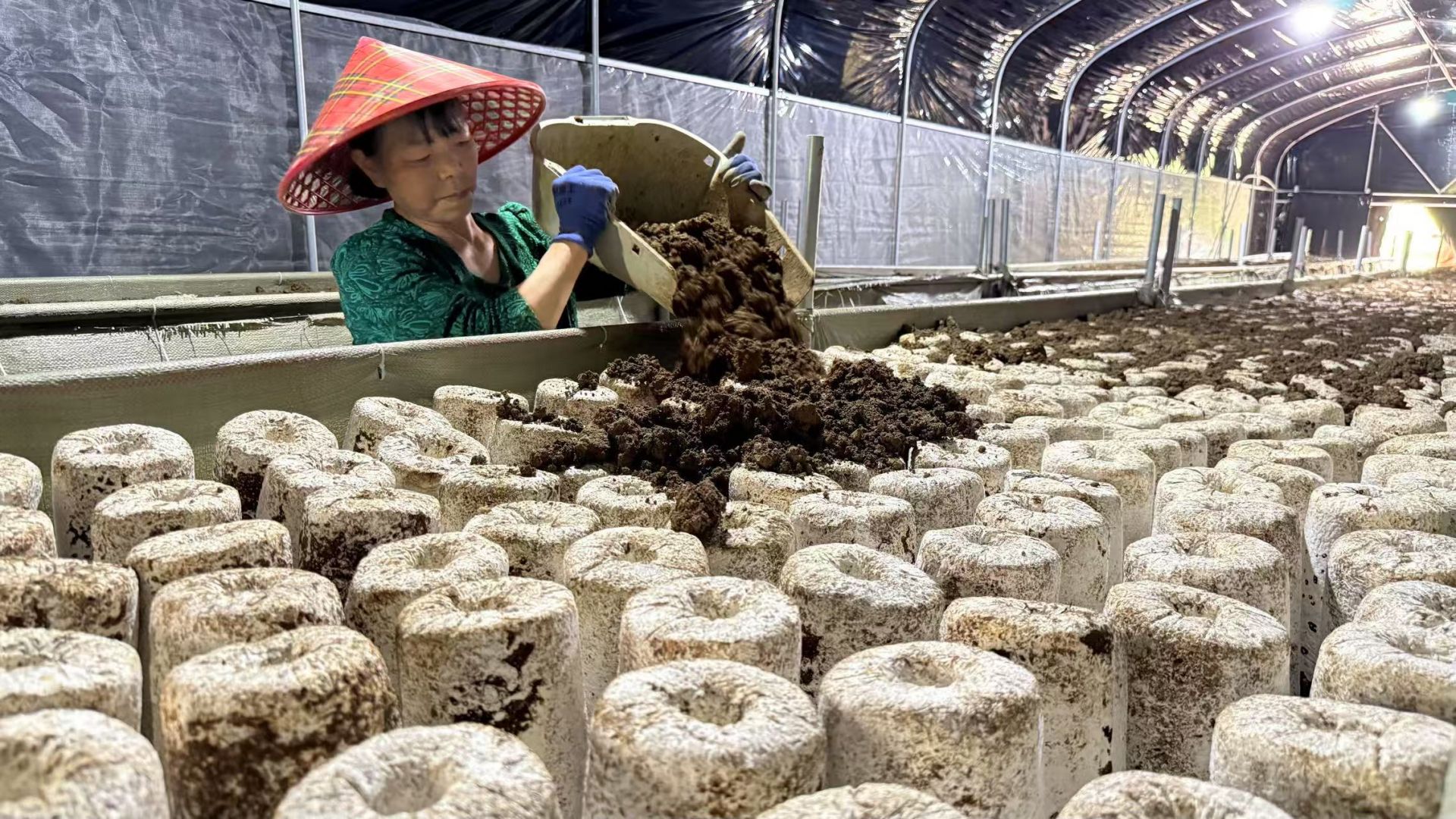 龙宗玉正在给菌棒覆土。.jpg.jpg