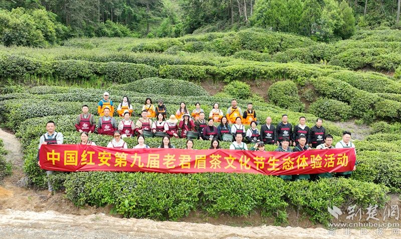 在荒野中寻找茶