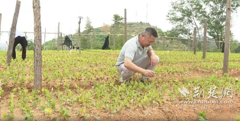 周李：在油茶林中进行十年的深耕种，一滴茶油