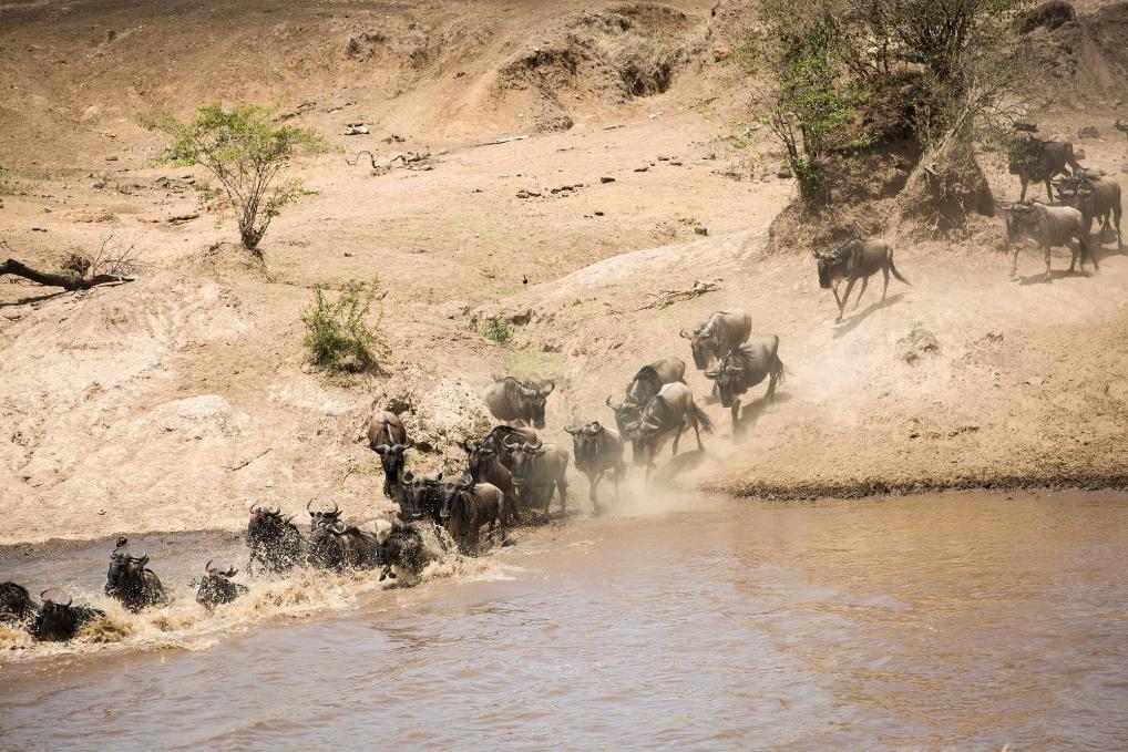 非洲转移渠道到非洲被游客阻止，引起焦虑