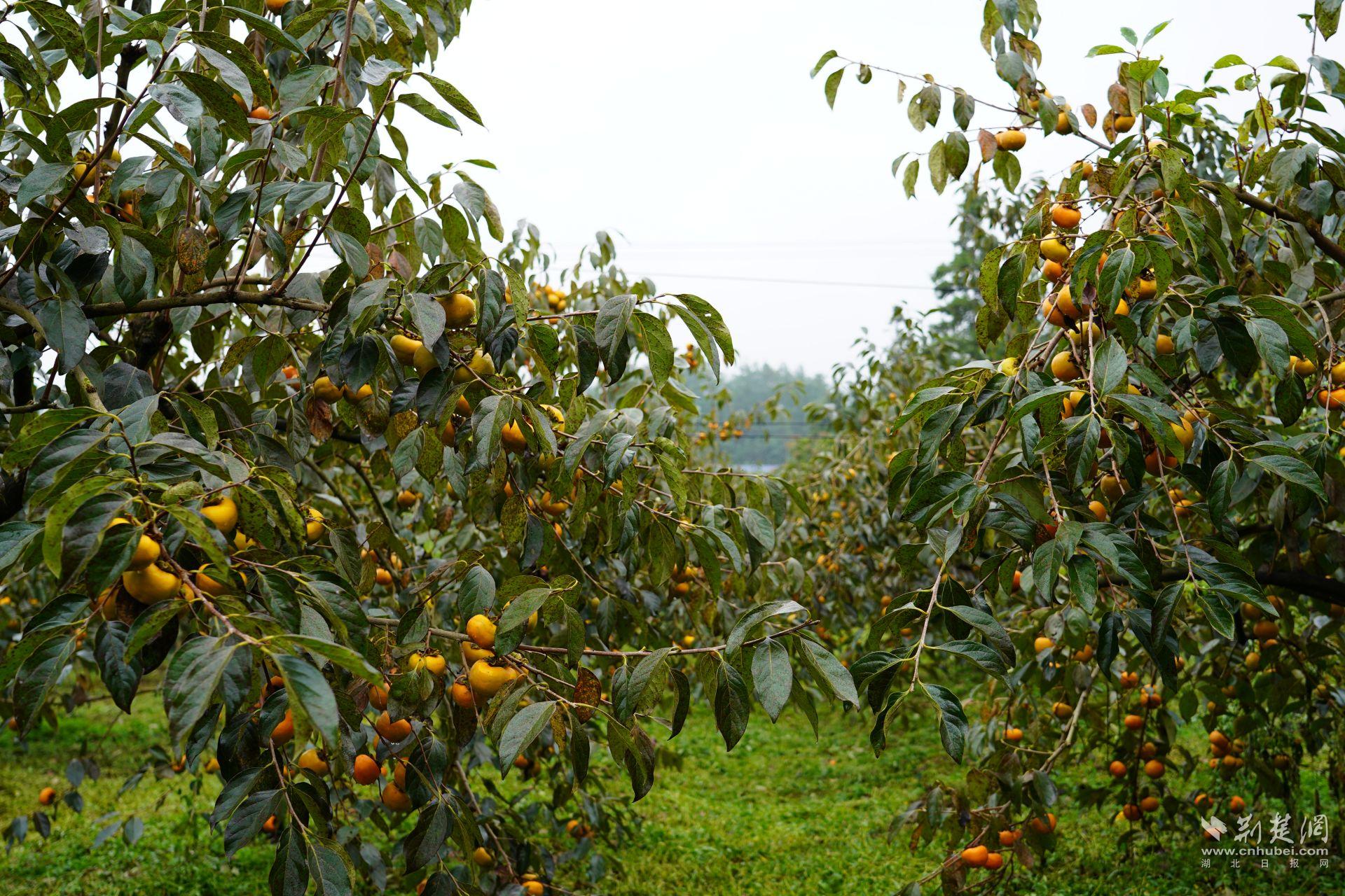 Jianshi Lejiaba的“ Taiqiu”