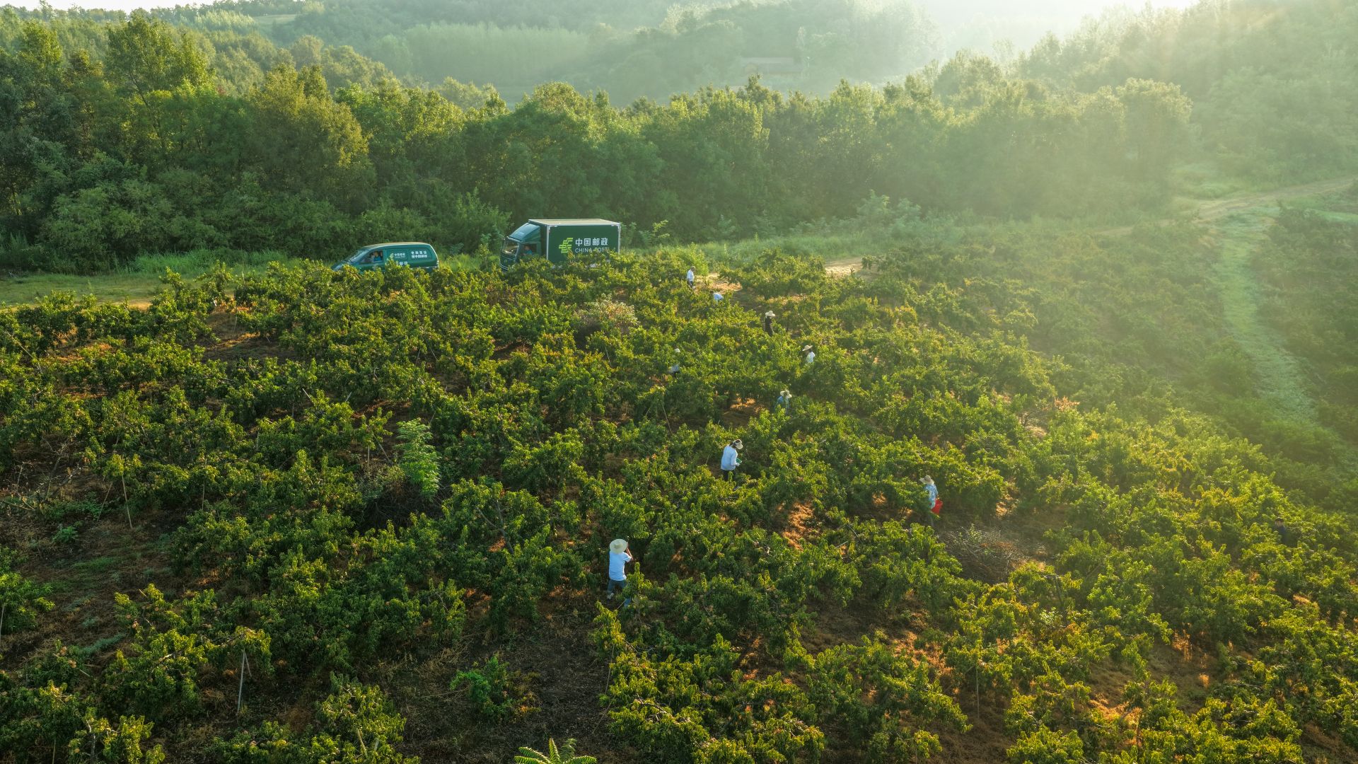 “ 919”农产品节已经开始。基于荷叶邮政的农业