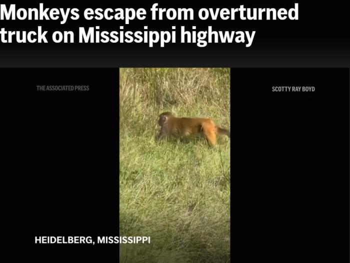 美国实验用猴子翻车后逃