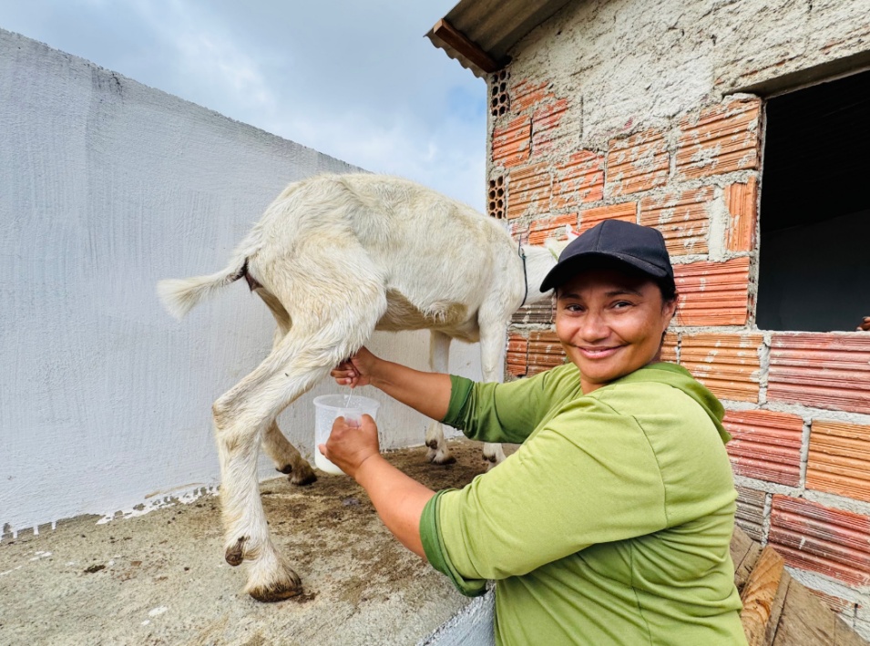 清洁能源振兴“羊奶经济”