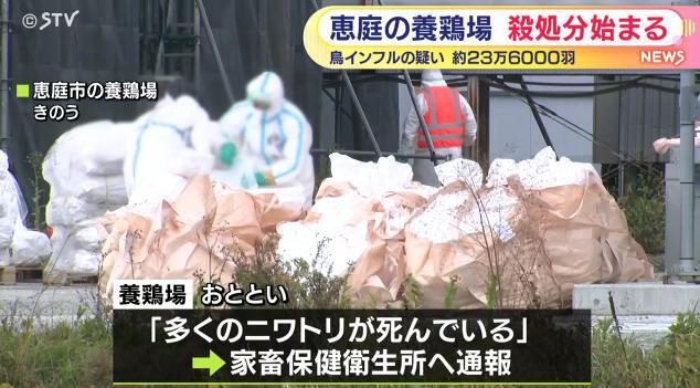 日本禽流感再度流行 超23万只鸡被宰杀