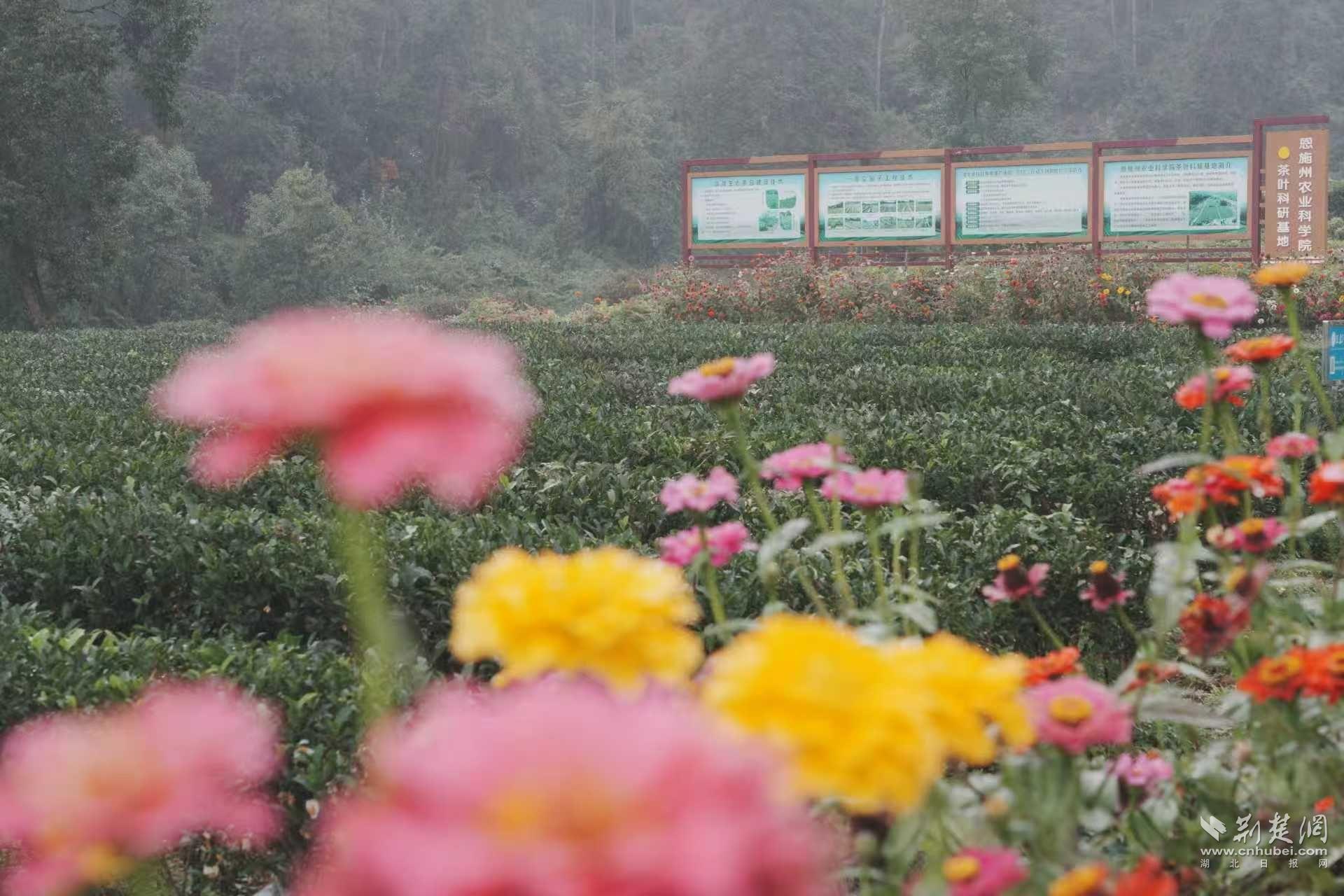 恩施县开展生态茶园建设和机械管理相关