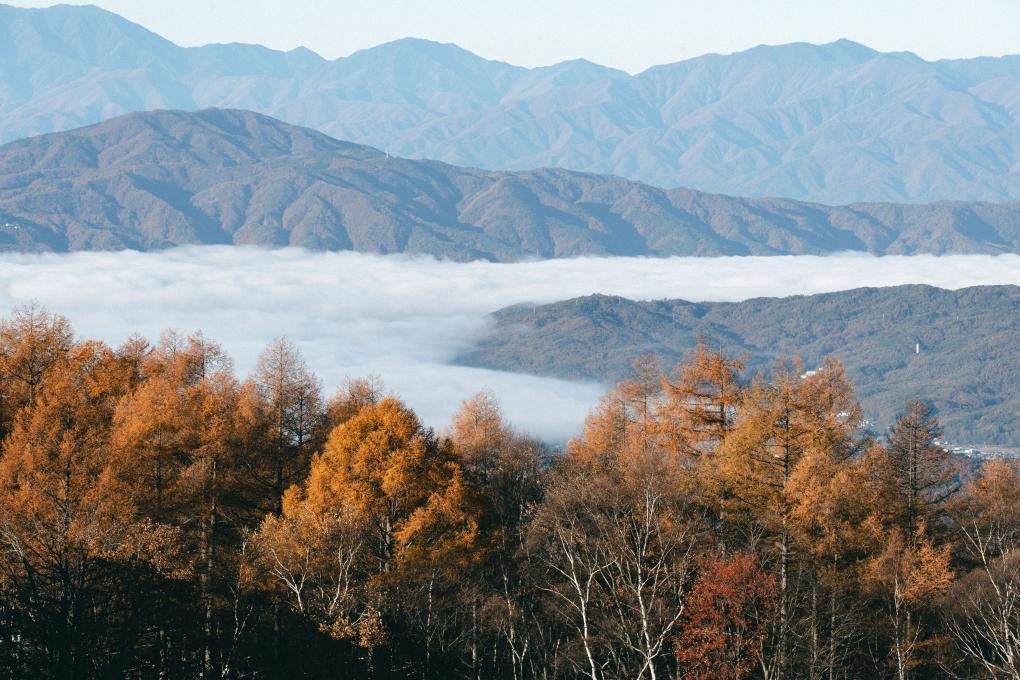 日本将派遣自卫队协助猎熊 防止“熊害”