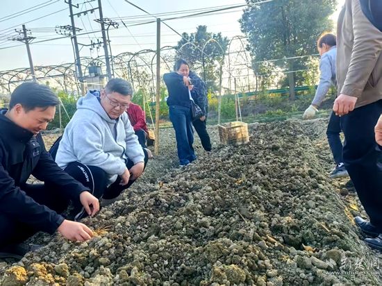 崇阳 黄精1.jpg.jpg