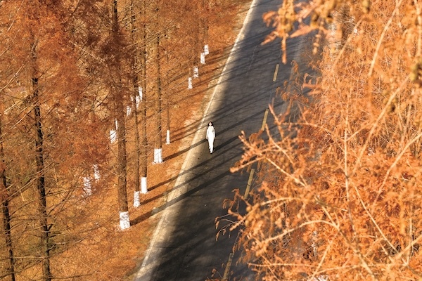 美丽的冬季景观，红杉映照着朱韦尔