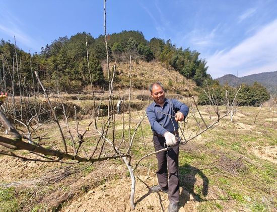 集体果园剪枝.jpg.jpg