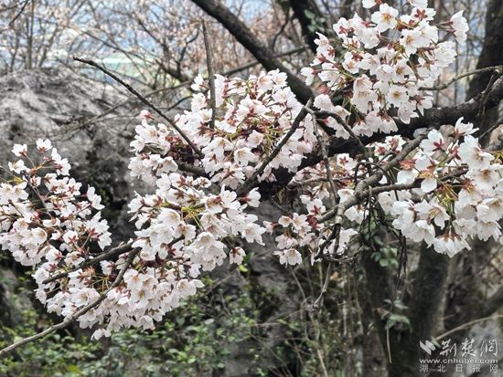 花样经济 咸安.jpg.jpg