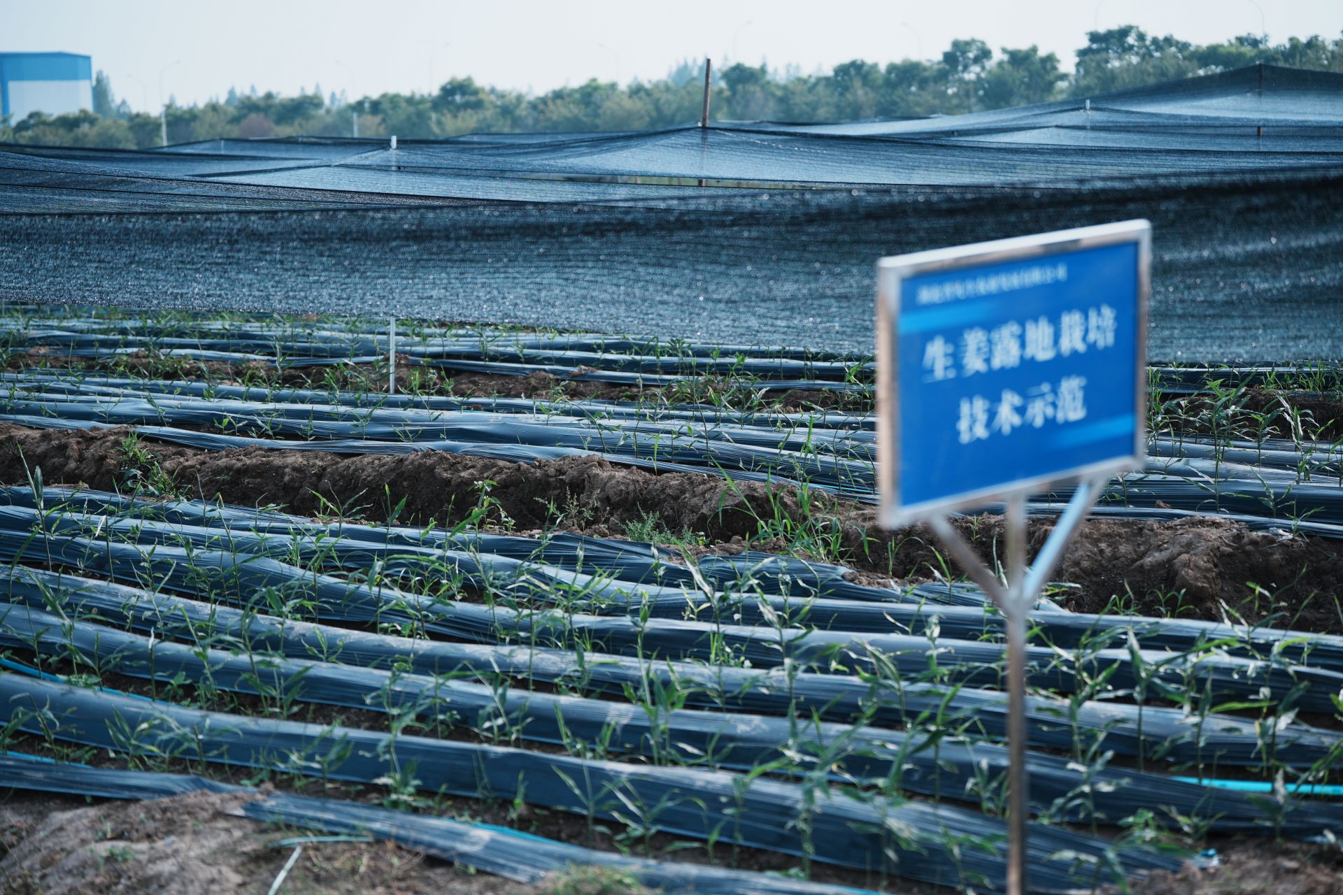 周矶管理区凡生农业生姜高产高效种植与脱毒种姜繁育基地.jpg.jpg