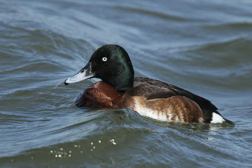 01300001009299133940781068718 (1).jpg