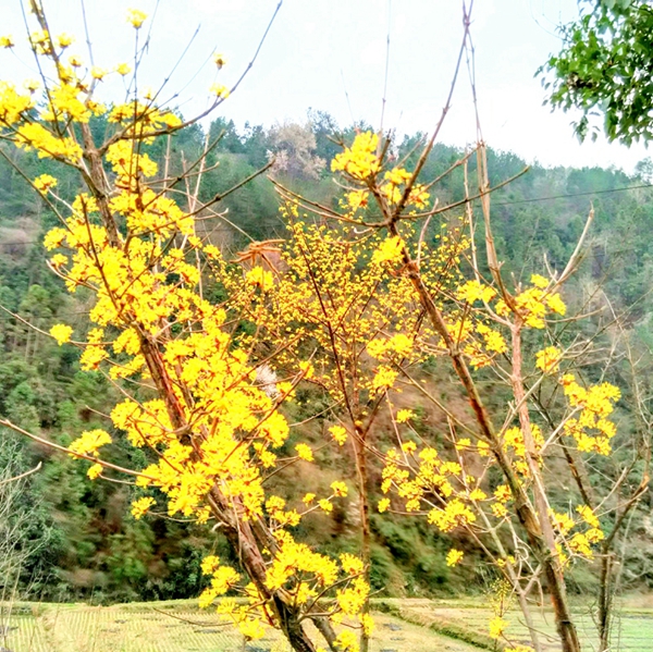 竹山县竹坪乡：种上茱萸树年年都“摇钱” (1).jpg