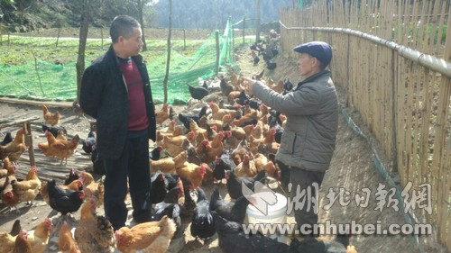 车罗洞村12组建档立卡户胡滨洲在向林泽盛汇报鸡群的生长情况.jpg
