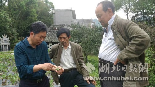 专家陈家吉在田间进行现场诊断。.jpg