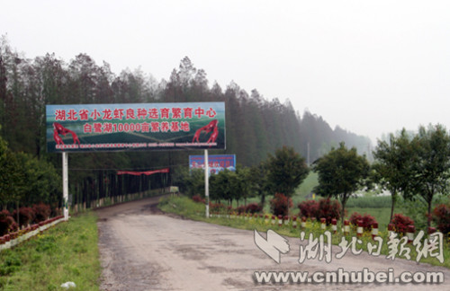 白鹭湖农场关山分场小龙虾万亩繁养基地_副本.jpg