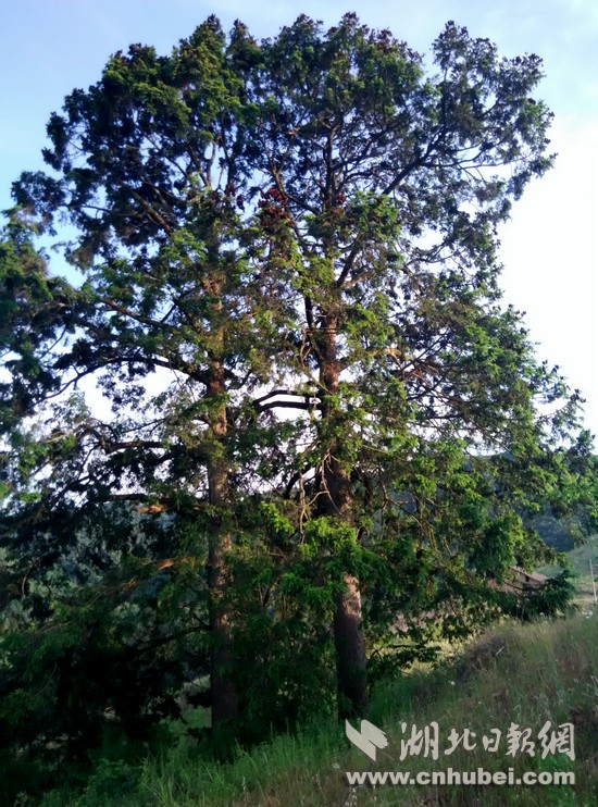 Image00004.jpg