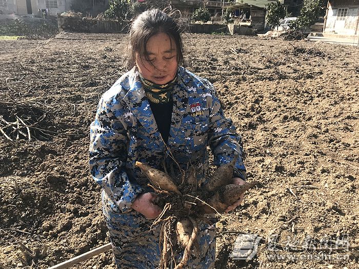 村民刚从田里挖出的雪莲果。