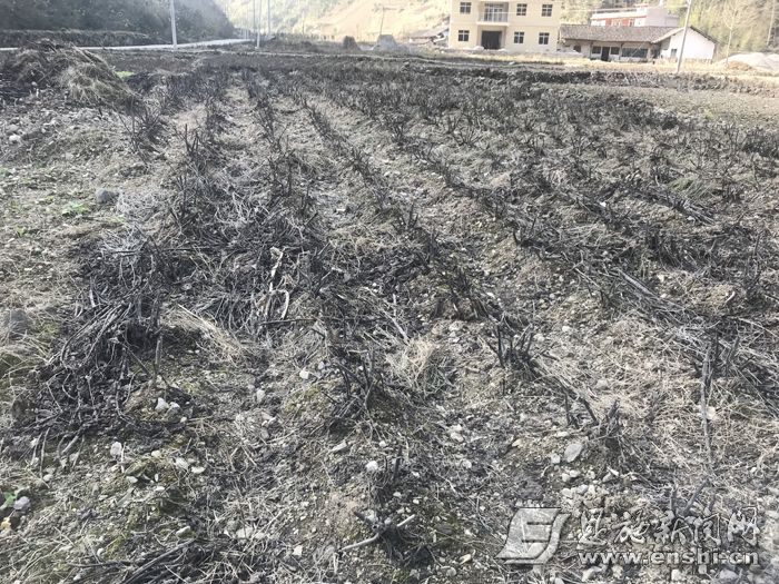 成熟的雪莲果仍在田地里。